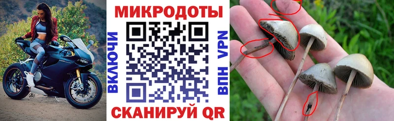 Псилоцибиновые грибы Psilocybine cubensis  купить  цена  Алдан 